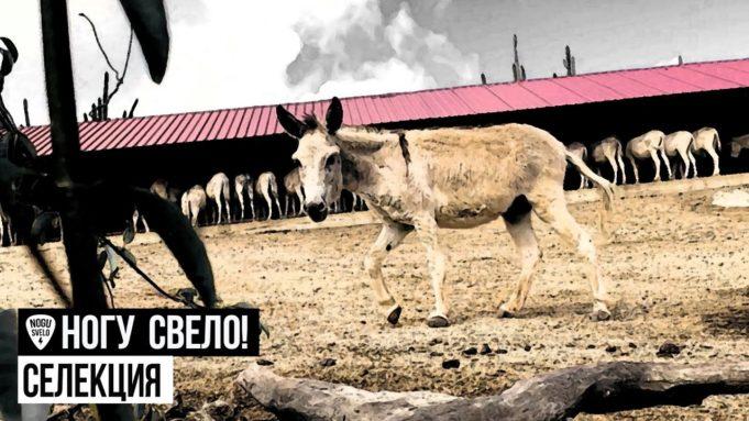 Группа «Ногу Свело!» провела селекцию