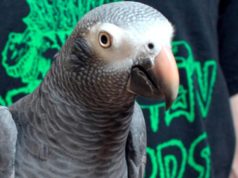 Hatebeak, попугай который смог Hatebeak, попугай, animal-grind, грайндкор
