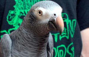 Hatebeak, попугай который смог Hatebeak, попугай, animal-grind, грайндкор