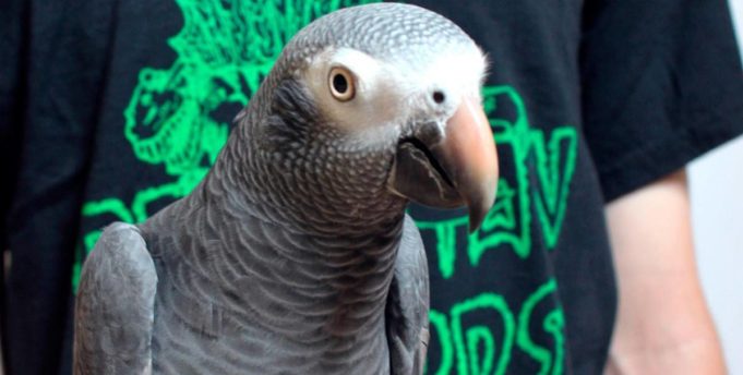 Hatebeak, попугай который смог Hatebeak, попугай, animal-grind, грайндкор