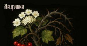 Черные сказки красной калины: новый сингл группы Ладушка Черные сказки красной калины: новый сингл группы Ладушка