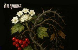Черные сказки красной калины: новый сингл группы Ладушка Черные сказки красной калины: новый сингл группы Ладушка